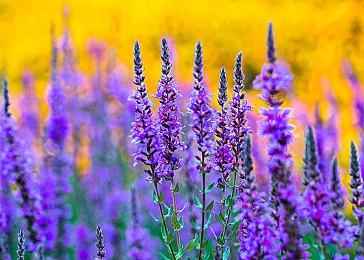 不买就不是真粉？《无主之地4》遭大规模抵制、《无主之地3》遭差评轰炸